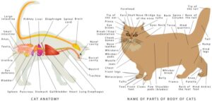 CLASS- 4th, SUBJECT- ENGLISH, LESSON 17th, “LITTLE KITTY” SOLVED EXERCISE: ENGLISH WITH HINDI MEANING: FULL GUIDE