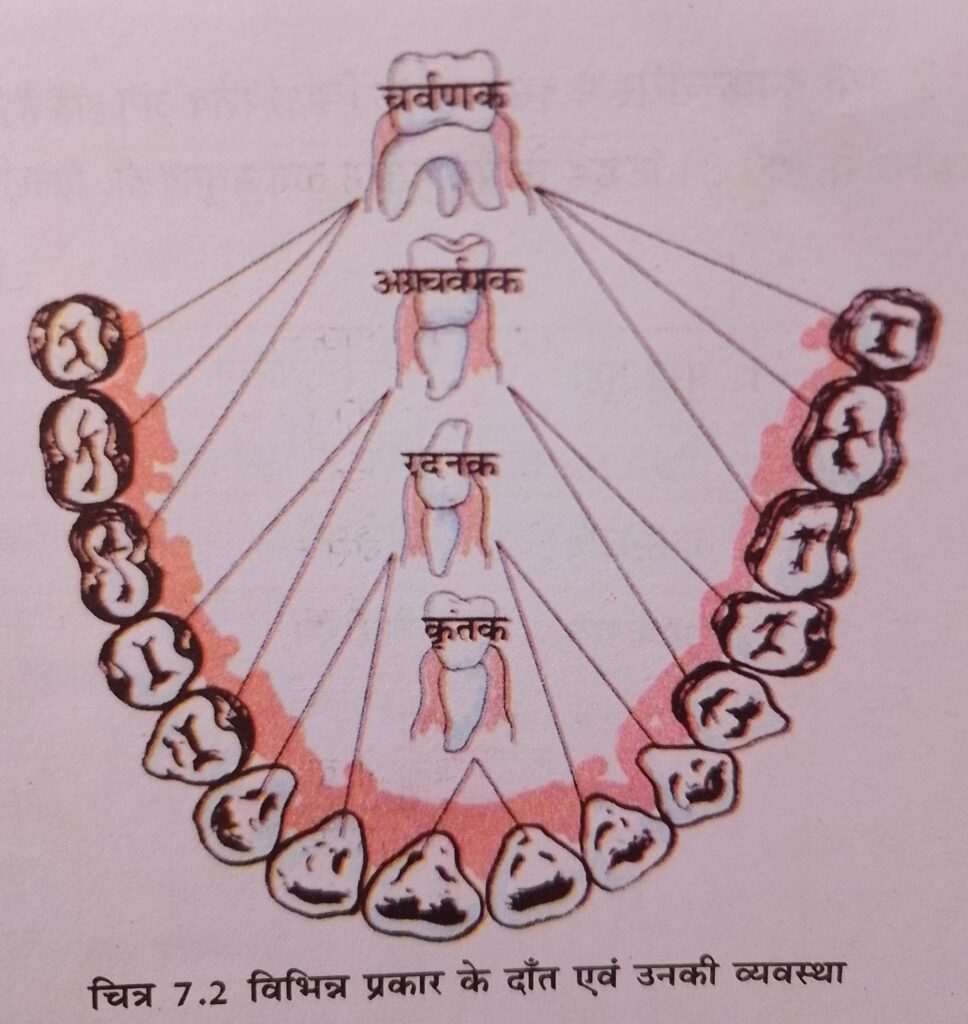 विभिन्न प्रकार के दांत और उनकी व्यवस्था 