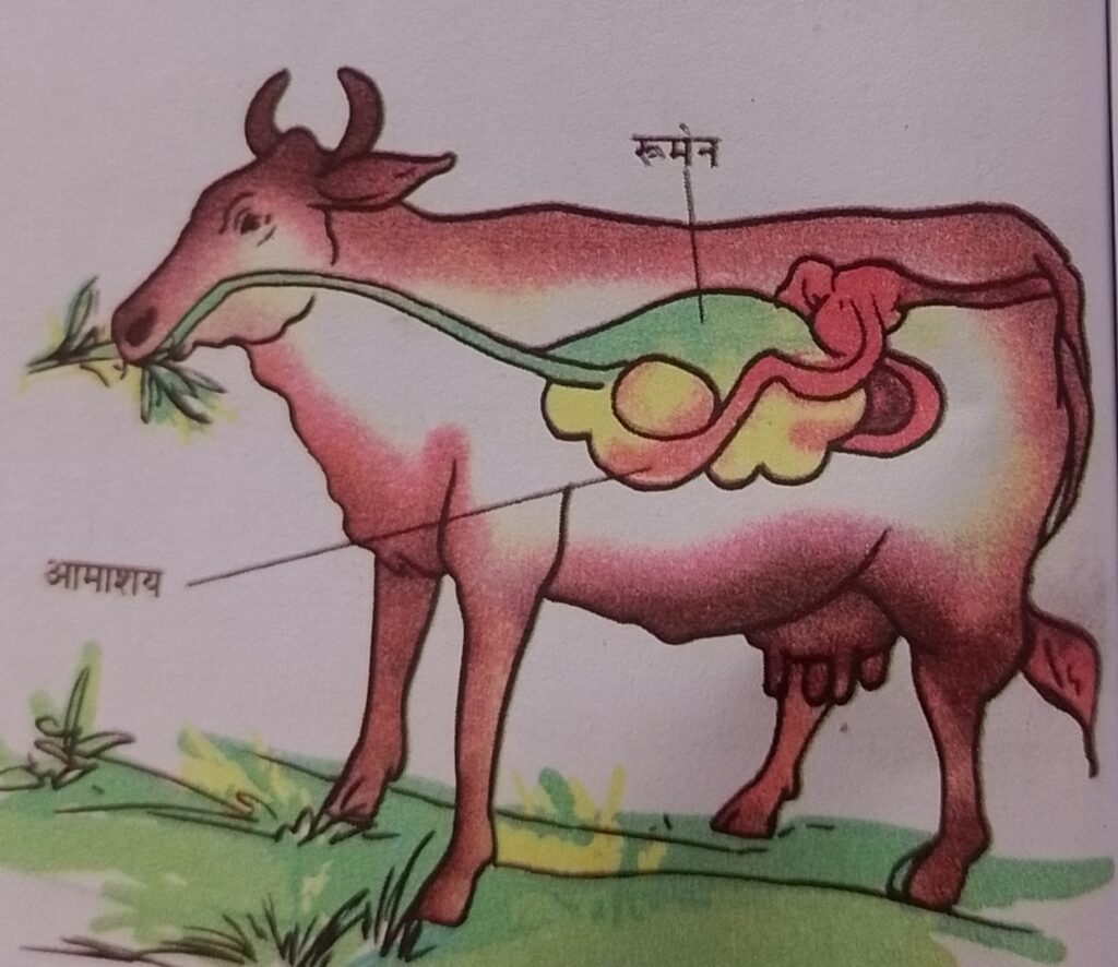 घास खाने वाले जंतु की आहार नाल की संरचना 