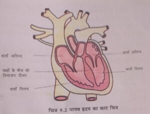 Heart: Anatomy and Function