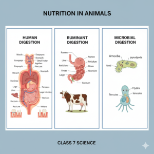 CLASS 7 SCIENCE NUTRITIONN IN ANIMALS