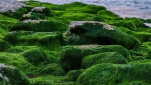 नील-हरित शैवाल (Blue-Green Algae)  तालाब काई Pond Scum (Cyanobacteria)