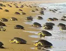 The Olive Ridley  turtle.